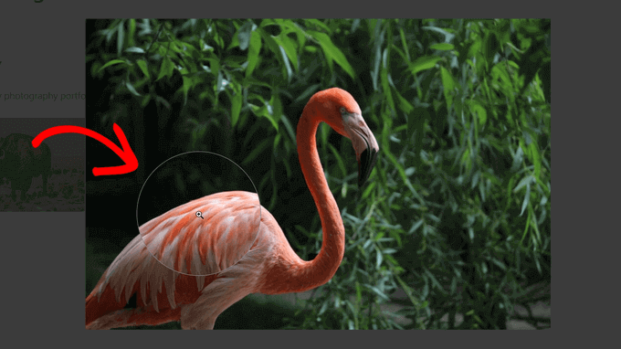 تكبير الصور - كيفية إضافة تكبير الصور في ووردبريس 