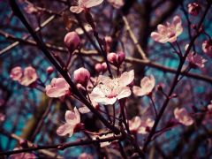 almond-blossom-12291381920